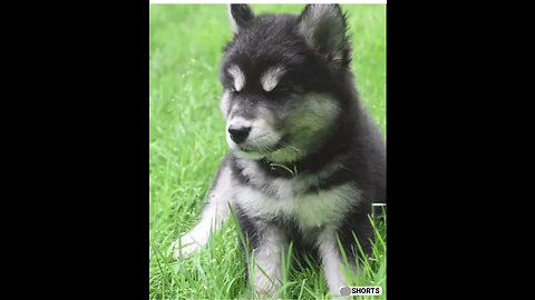 #cute#siberian husky# amazing video