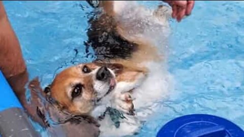 Dog only wants to float in pool