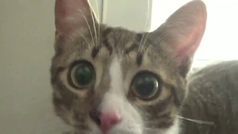 The Attentive Kitten