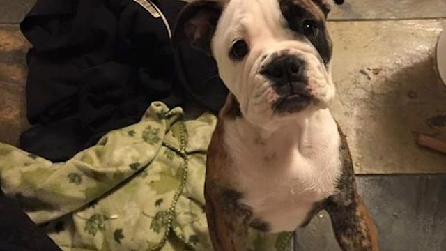 Adorably Fearless Bulldog Puppy Leaps Off Bed Into Her Dad’s Arms