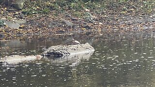 Spotted a turtle chilling in the sun @ Humber River