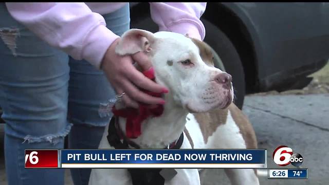Pitbull left for dead now thriving and ready for her new home
