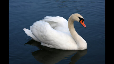 "On Receiving a Picture of Swans" by H.P. Lovecraft
