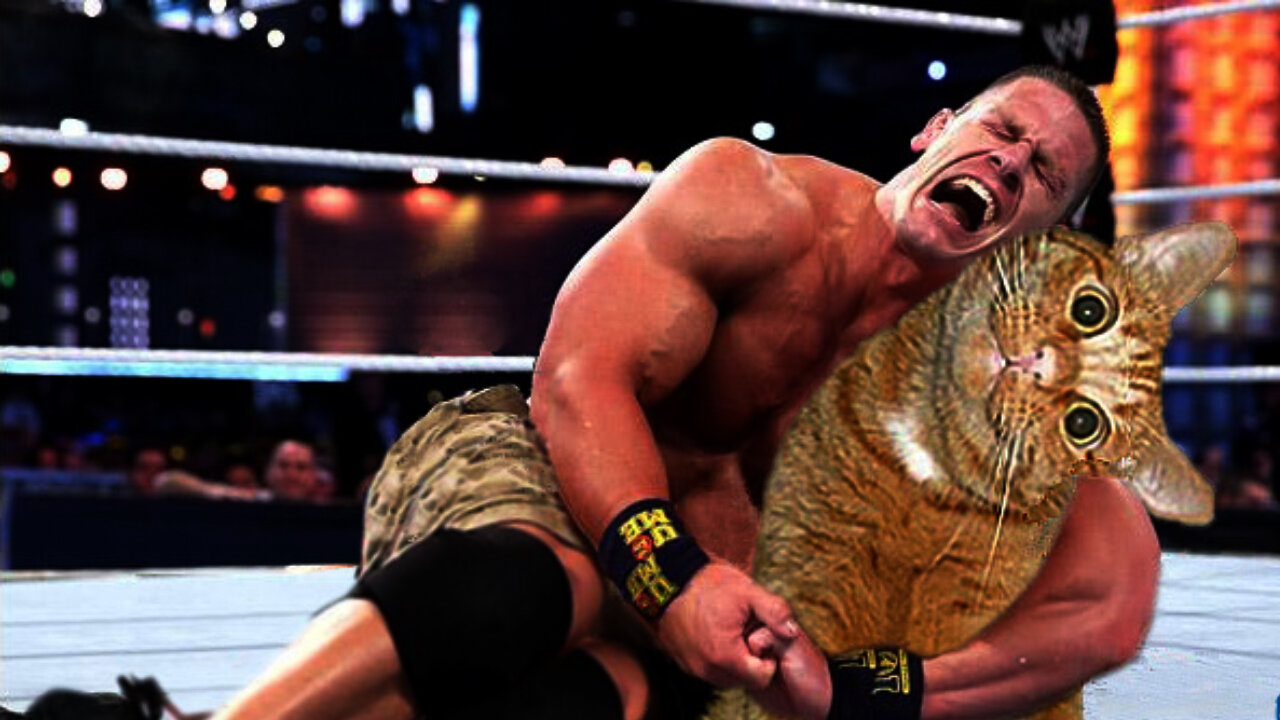 Funny John Cena's Cats. Try To not Laugh.