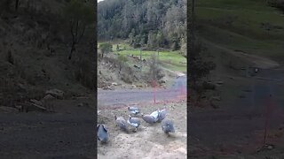 Guinea fowl