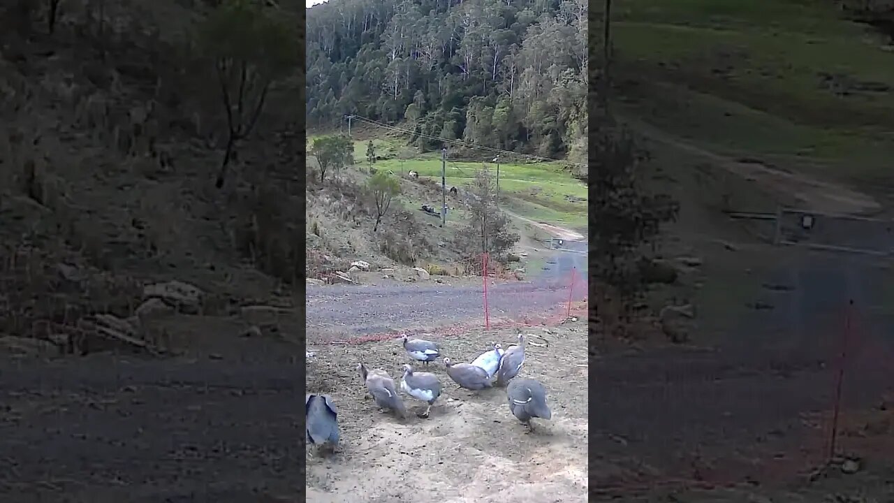 Guinea fowl