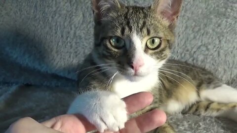 Funny Kitten Purrs and Bites at the Same Time