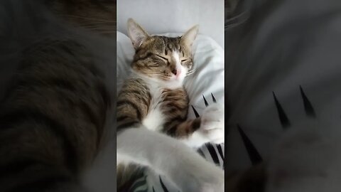 Cute Cat Sleeps with Stretched Paws