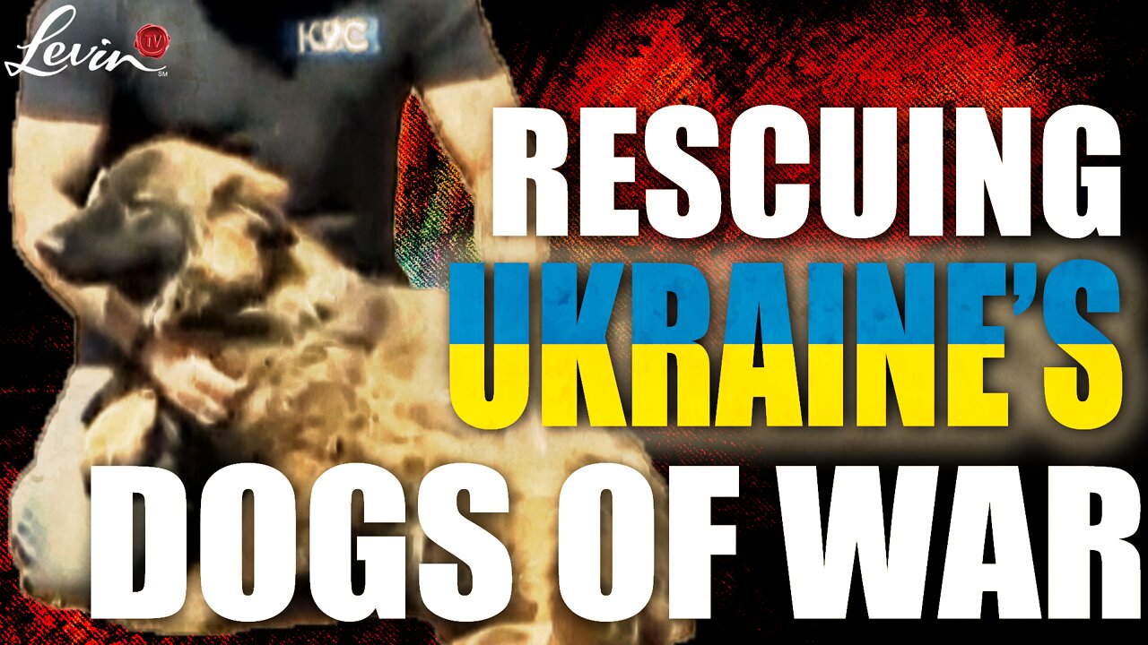 Rescuing Ukraine's Dogs of War