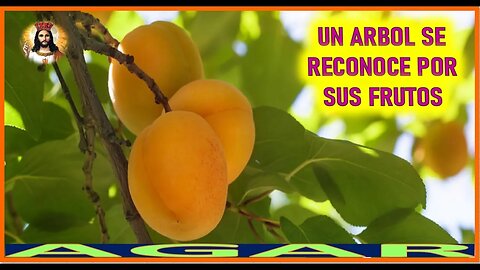 UN ARBOL SE RECONOCE POR SUS FRUTOS - MENSAJE DE JESUCRISTO REY A AGAR DIC22