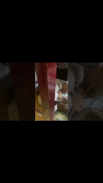 lonely, sad dog, hiding under the table