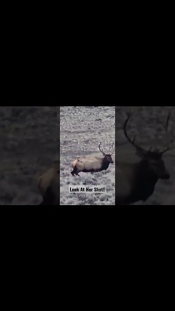 Look at her shot!! #elk #elkhunting #bullelk #youthhunt #shortsvideo #shortsfeed #kidshunt #success
