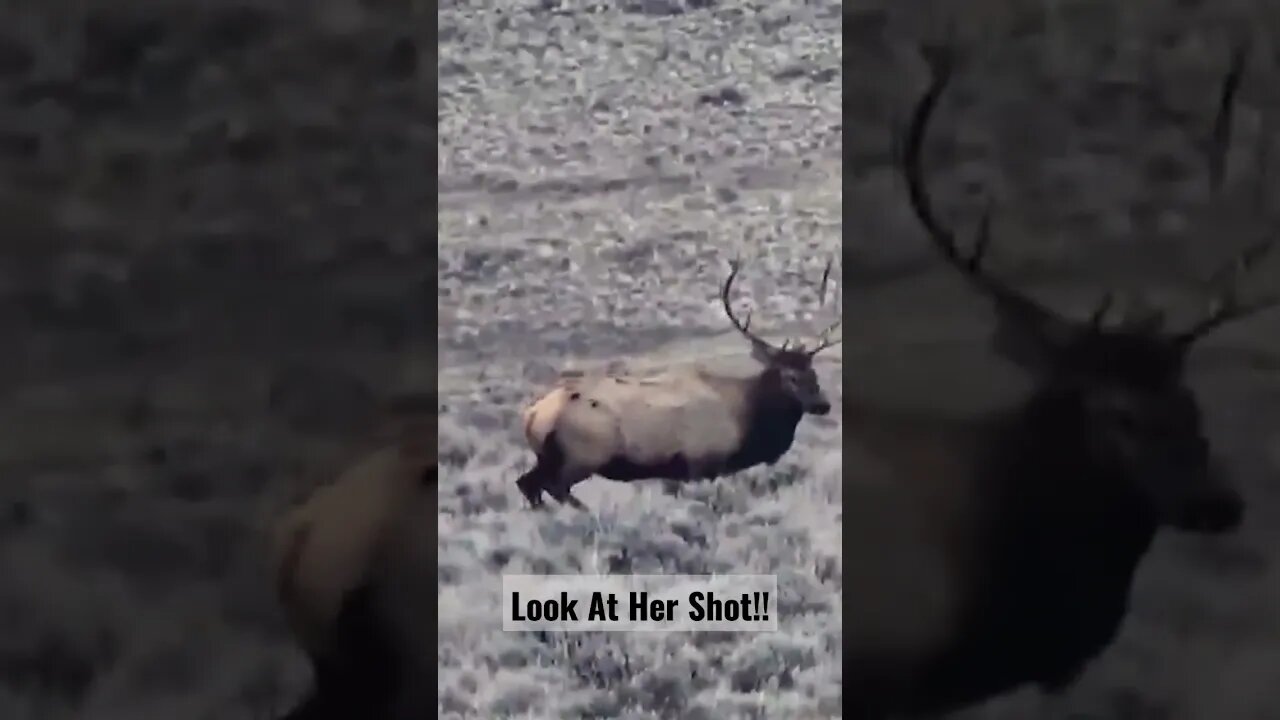 Look at her shot!! #elk #elkhunting #bullelk #youthhunt #shortsvideo #shortsfeed #kidshunt #success