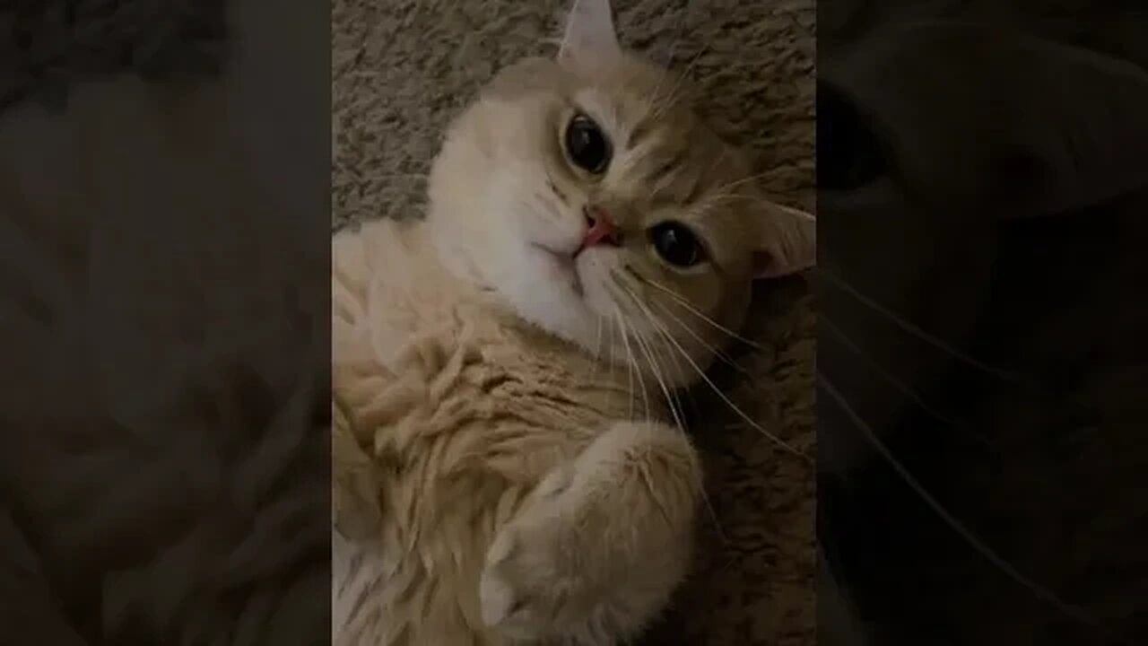CAT VIDEO