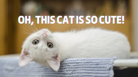 Oh, this cat is so cute!