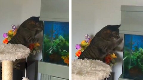 Cat scratching the aquarium intending to catch a fish