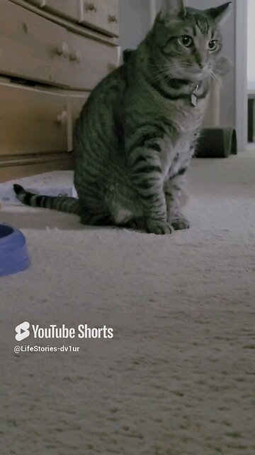 😸diary of a sad cat 2😻