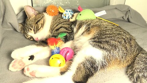 This Cat Is too Lazy to Play with His Many Toys