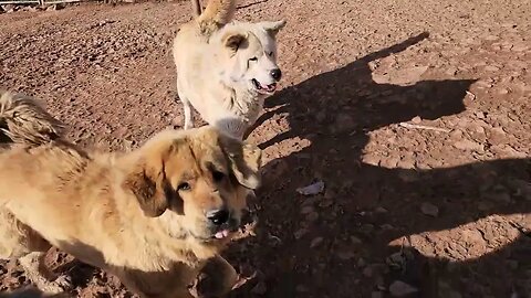 Ancient Guardians Farm Caucasian Ovcharka, aboriginal Tibetan Mastiff, Asian Bear & Noble Bear