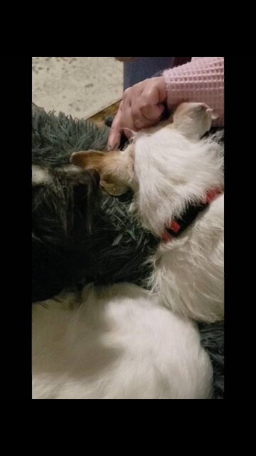 Milli taking care of TT (Terrible Terrier)