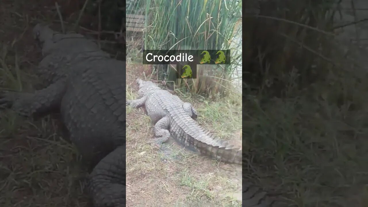 #crocodile #spain #europe #valencia #random #gient #ytshorts #reels #españa