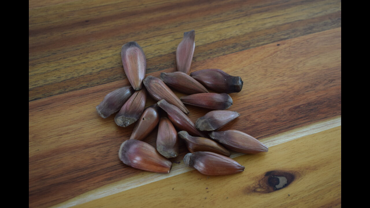 Brazilian Pine Nuts ("Pinhão") VS Portuguese Chestnuts [Taste Test]