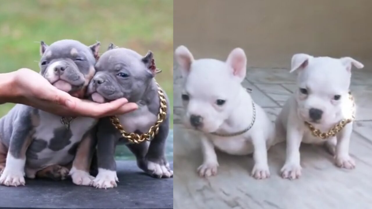 Pick one # bull dog #dog | cutest overloaded |