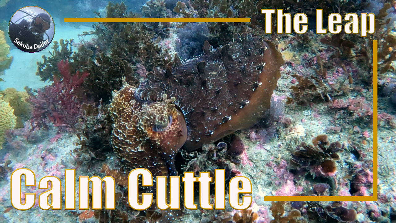 Calm Cuttle | Scuba Diving at The Leap | May 2021