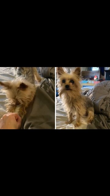 Playful Yorkie Is Obsessed With His Favorite Squeaky Toy