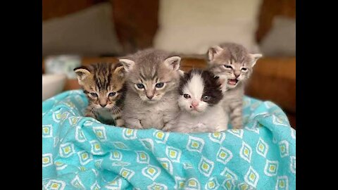 Adorable kittens - cat carrying puppy