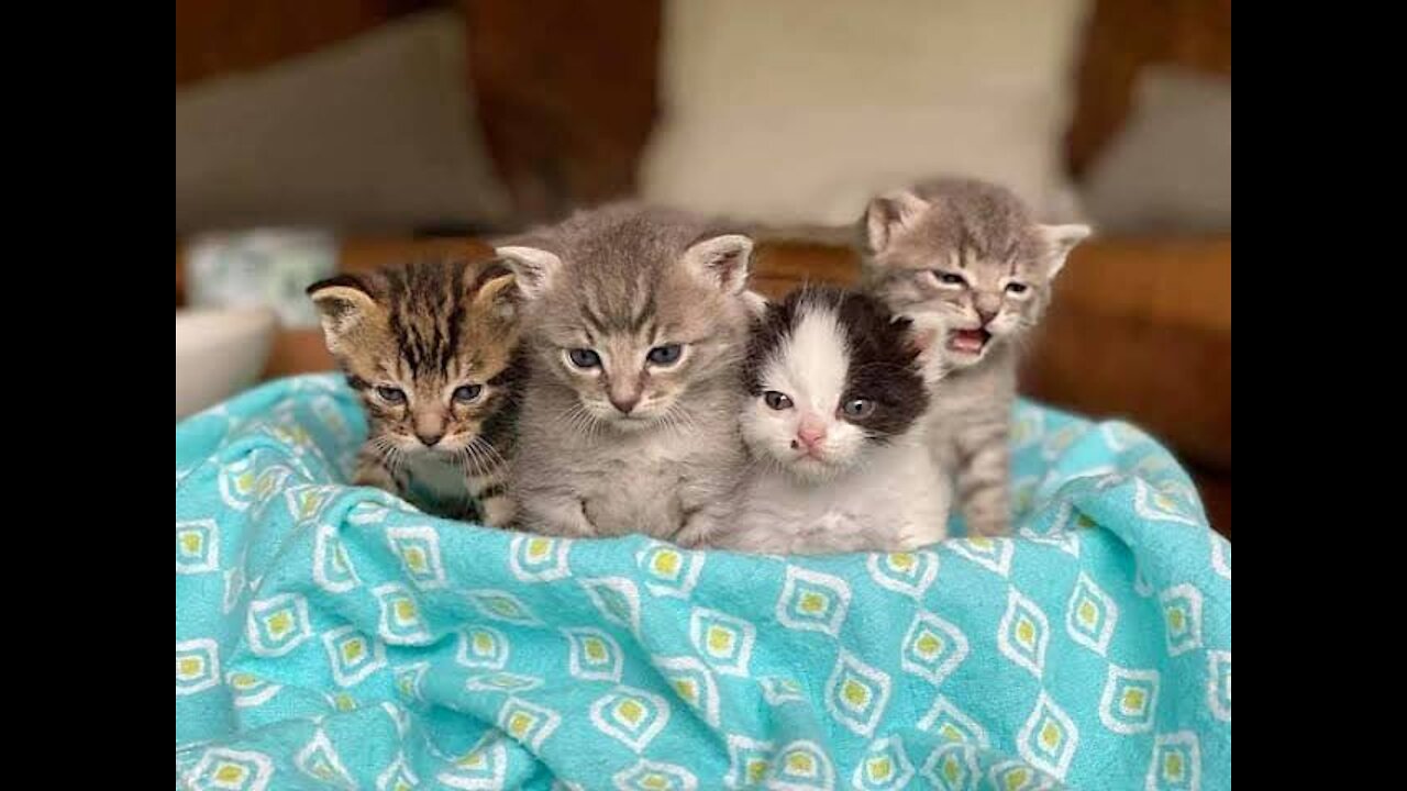 Adorable kittens - cat carrying puppy