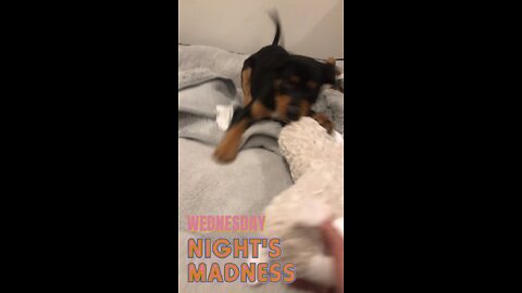 Frenzy Puppy