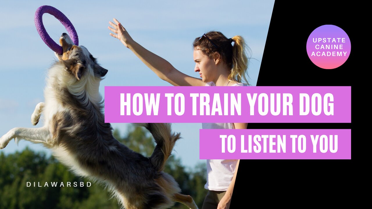 How to Train your Dog the basics | Dog Training Foundation | #dog