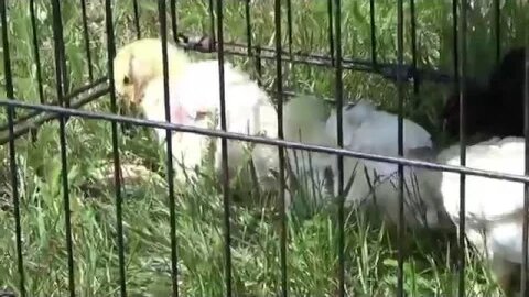 Setting Up Chicken Mansion 2017