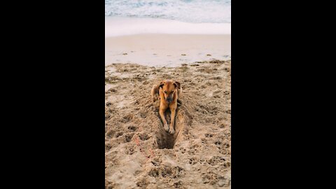 Watch a dog save his son from the water. Instant friendship! So cool!