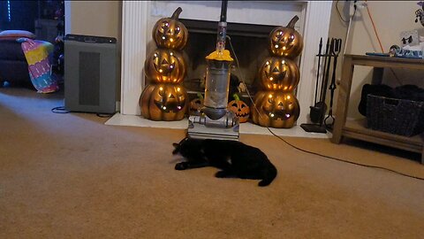 Spooky Kitty 2hr Vacuum/white noise ASMR