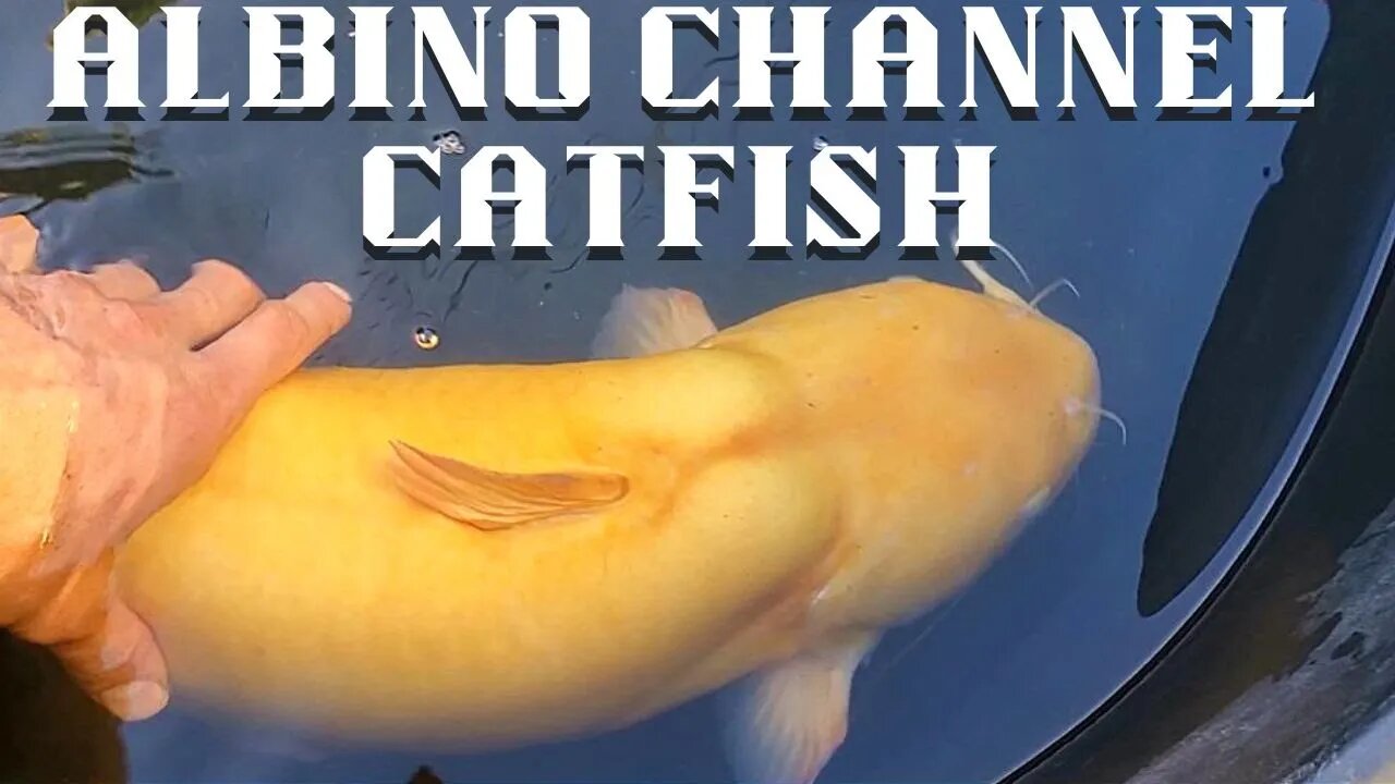 GIANT Albino channel catfish