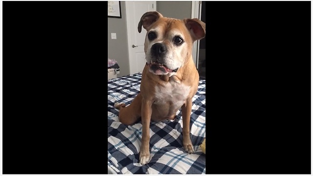 Bella the boxer says "NO" to relaxation