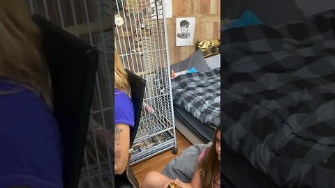 My daughter has 2 birds!