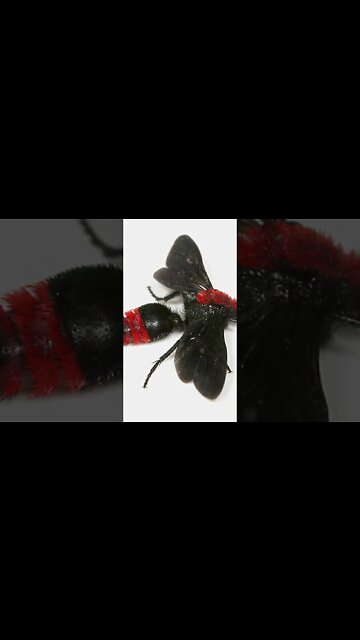 The Velvet Ant: Furry Marvels of the Insect World!