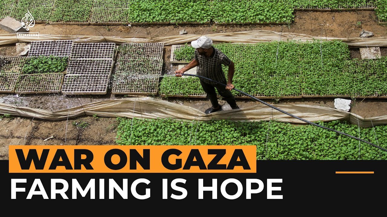 ‘This is my only hope’ says Palestinian who farms to combat hunger | Al Jazeera NewsFeed| RN