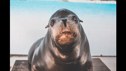 A elephant seal takes a picture with a woman and poses funny poses
