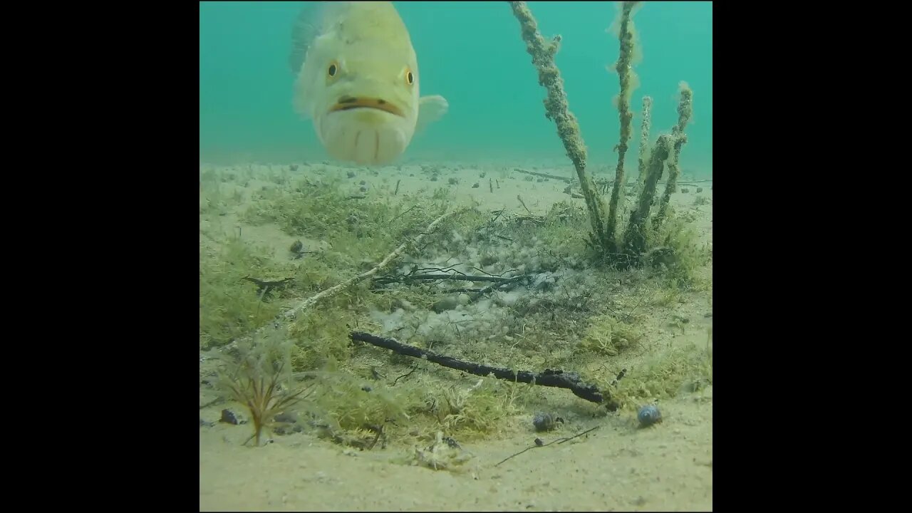 Bass comes right to the camera