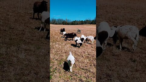 LOVING THE SUN! #funnyanimals #homesteading #shorts 🤣🤩🐑