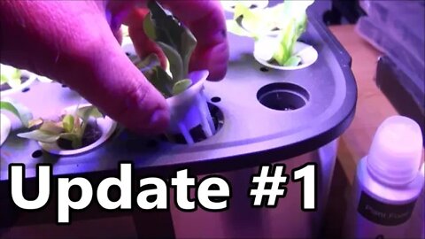 Letpot Hydroponic Desktop Planter Update #1 - 14 Days Later