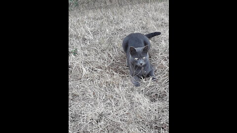 Show me the cat