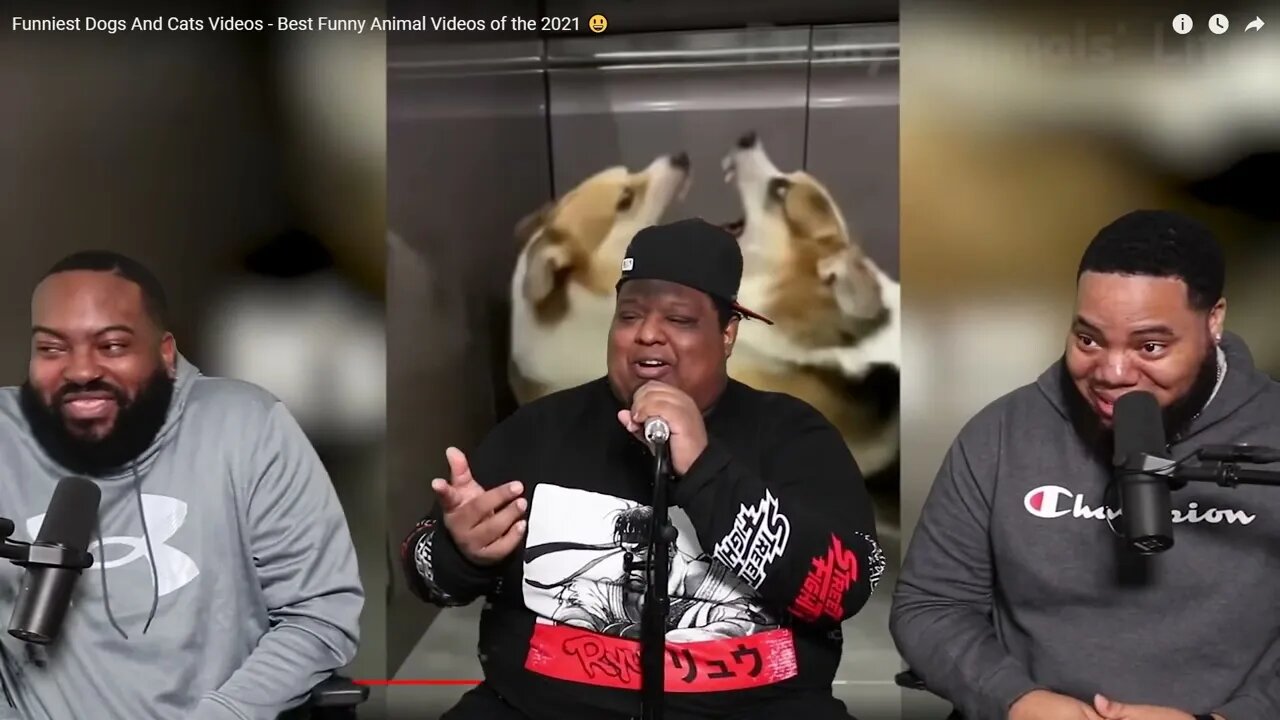 Funniest Dogs And Cats Videos Best Funny Animal Videos of the 2021 😃 Try Not To Laugh