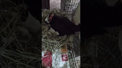 Muscovy Duck sitting on eggs is very friendly