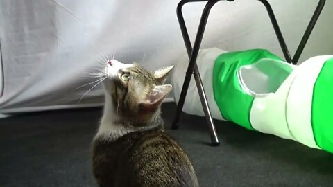 I Will Get this Cat Toy