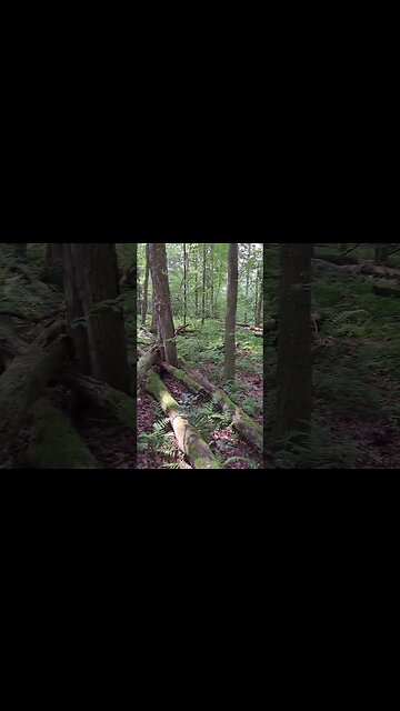 Choosing a Food Plot Location